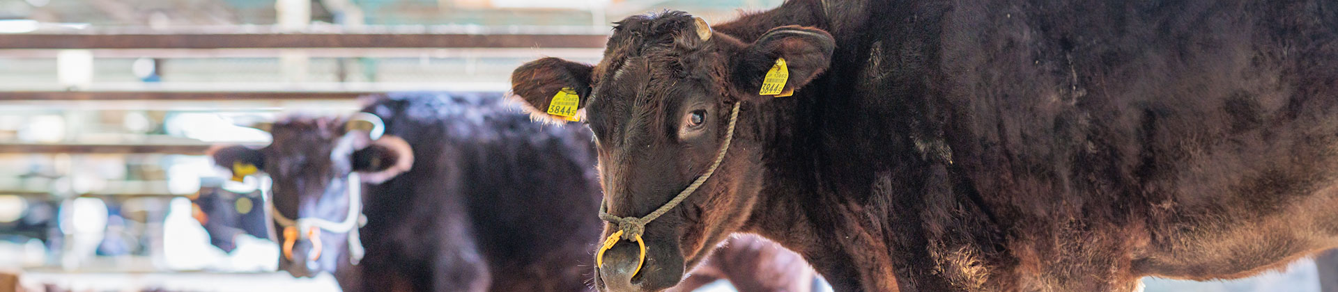 よくあるご質問